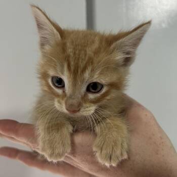 Domestic Short Hair Cats Available for Adoption in Cabot, Arkansas - Riblet | PetCurious