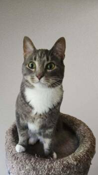 Sweetie -  Domestic Short Hair Cat for Adoption in Watertown, Connecticut - Sweetie | PetCurious