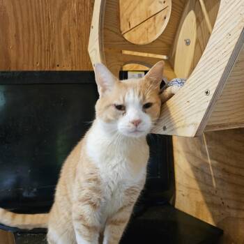 Rescue Domestic Short Hair Cats for Adoption - Biscuit | PetCurious