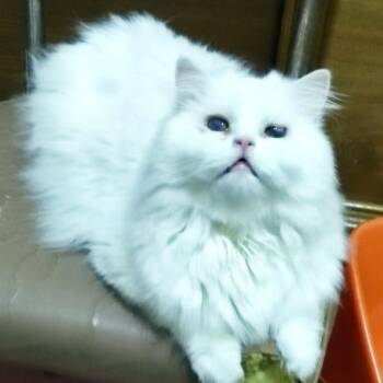 Daxie - Blind -  Turkish Angora Cat for Adoption in Brampton, Ontario - Daxie - Blind | PetCurious