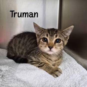 Truman -  Domestic Short Hair Cat for Adoption in Oak Ridge, Tennessee - Truman | PetCurious