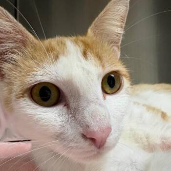 Domestic Short Hair Cats Available for Adoption in Milton, Florida - Cheese | PetCurious