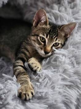 Minicooper -  Domestic Short Hair Cat for Adoption in Lancaster, California - Minicooper | PetCurious
