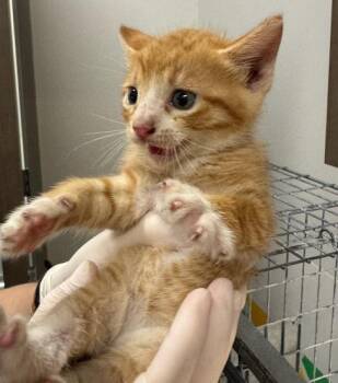 TIGGER -  Domestic Short Hair Cat for Adoption in Baytown, Texas - TIGGER | PetCurious