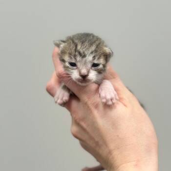 Domestic Short Hair Cats Available for Adoption in Spring Hill, Kansas - TW | PetCurious