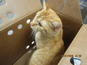 (611) -  Domestic Short Hair Cat for Adoption in Marietta, Georgia - (611) | PetCurious