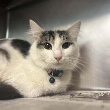 Domestic Medium Hair Cats Available for Adoption - Charcaterie Board | PetCurious