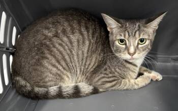 Pen 13 Mimi -  Domestic Short Hair Cat for Adoption in Lawrenceville, Georgia - Pen 13 Mimi | PetCurious
