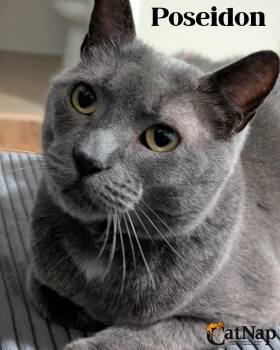 Poseidon (aka Posie) -  Domestic Short Hair Cat for Adoption in Nanaimo, British Columbia - Poseidon (aka Posie) | PetCurious