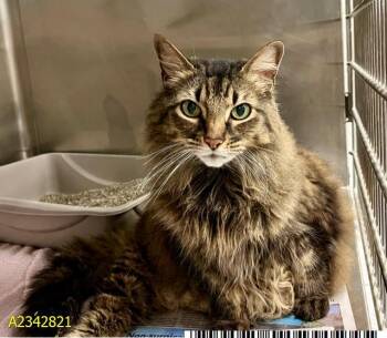 COOPER -  Domestic Long Hair Cat for Adoption in West Palm Beach, Florida - COOPER | PetCurious