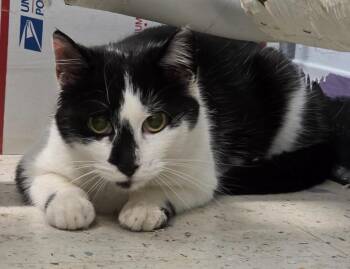 Yalaneeresa -  Domestic Short Hair Cat for Adoption in Meriden, Connecticut - Yalaneeresa | PetCurious