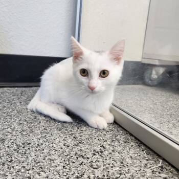 Rescue Domestic Short Hair Cats for Adoption in Monroe, Michigan - Cookies N Cream | PetCurious