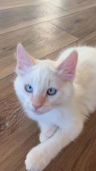 Tequila -  Siamese Cat for Adoption in Austin, Texas - Tequila | PetCurious