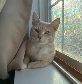 Piggy -  Domestic Short Hair Cat for Adoption in Everett, Washington - Piggy | PetCurious