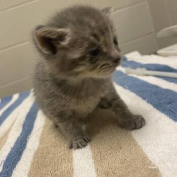 River -  Domestic Short Hair Cat for Adoption in Bristol, Indiana - River | PetCurious
