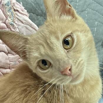Remy -  Domestic Short Hair Cat for Adoption in Milton, Florida - Remy | PetCurious