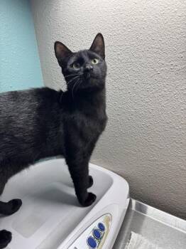 Toothless -  Domestic Short Hair Cat for Adoption in Sherwood, Oregon - Toothless | PetCurious