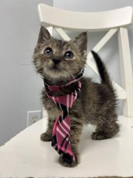 Maple -  Domestic Short Hair Cat for Adoption in Bethesda, Maryland - Maple | PetCurious
