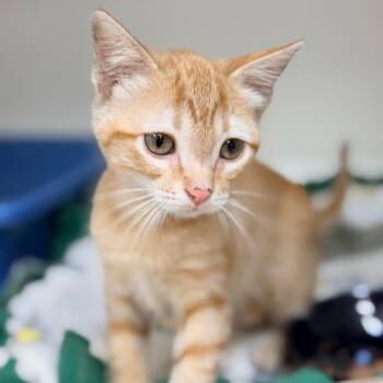 Domestic Short Hair Cats Available for Adoption in Champaign, Illinois - Toasty | PetCurious