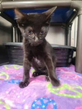 Synder -  Domestic Short Hair Cat for Adoption in Republic, Missouri - Synder | PetCurious