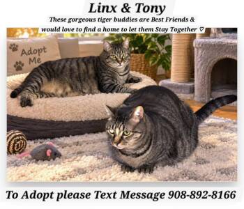 LINX & TONY -  Domestic Short Hair Cat for Adoption in Bridgewater, New Jersey - LINX & TONY | PetCurious