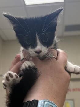 Penguin -  Domestic Short Hair Cat for Adoption in Fishers, Indiana - Penguin | PetCurious