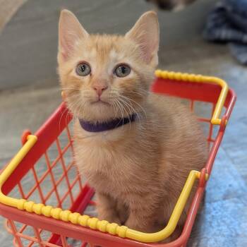 Goldy -  Domestic Short Hair Cat for Adoption in La Grange, Kentucky - Goldy | PetCurious