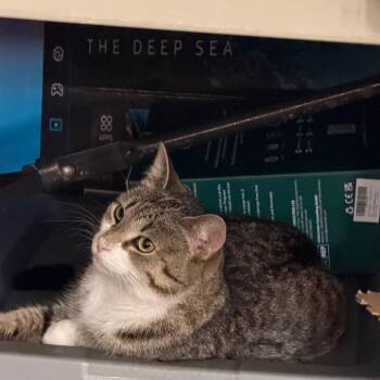 Wendy -  Domestic Short Hair Cat for Adoption in Aldie, Virginia - Wendy | PetCurious