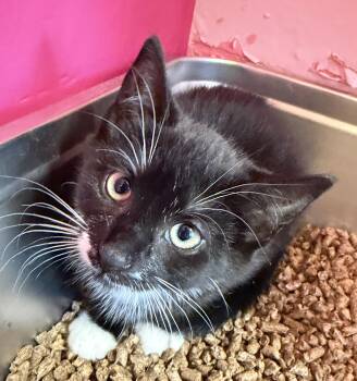 Braxton -  Domestic Short Hair Cat Available for Adoption in Hudson, New York - Braxton | PetCurious