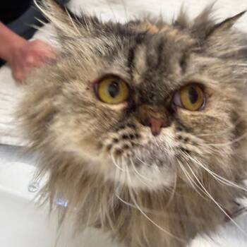 Gizmo -  Persian Cat Available for Adoption in Murray, Utah - Gizmo | PetCurious