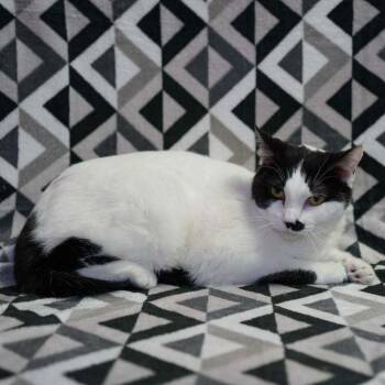 Domestic Short Hair Cats Available for Adoption - Lily | PetCurious