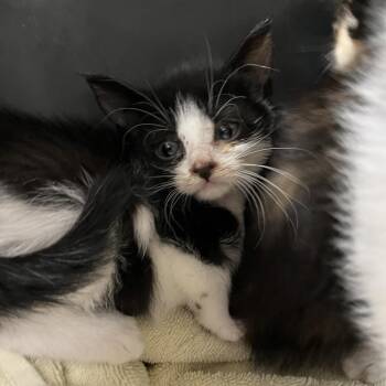 Domestic Short Hair Cats Available for Adoption in Greensboro, North Carolina - Playful | PetCurious
