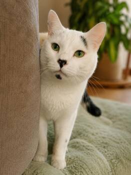 Sprout -  Domestic Short Hair Cat for Adoption in Lacon, Illinois - Sprout | PetCurious