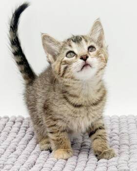 Tabby and Abyssinian Cats Available for Adoption in Bedford Hills, New York - Sassy Will Make Your Life Sweeter For Sure!    | PetCurious