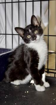Rescue Domestic Short Hair Cats for Adoption in Pleasantville, New Jersey - Sox | PetCurious