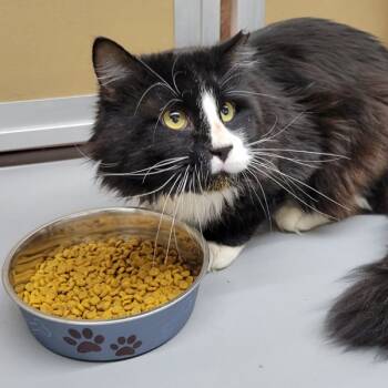 Rescue Domestic Short Hair Cats for Adoption in Des Moines, Iowa - Axel | PetCurious