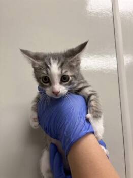 MANNY -  Domestic Short Hair Cat for Adoption in Ontario, California - MANNY | PetCurious