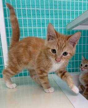 26-23 Howard -  Domestic Short Hair Cat for Adoption in St. Helens, Oregon - 26-23 Howard | PetCurious