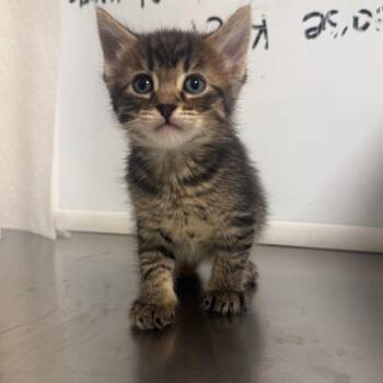 Kid -  Domestic Short Hair Cat for Adoption in Cody, Wyoming - Kid | PetCurious