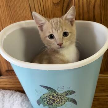 Chai Tea ( JJ) -  Tabby Cat for Adoption in Napa, California - Chai Tea ( JJ) | PetCurious