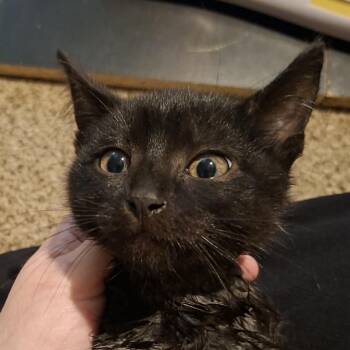 Bowie -  Domestic Medium Hair Cat for Adoption in Brentwood, Missouri - Bowie | PetCurious