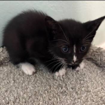 Snowshoe and American Shorthair Cats Available for Adoption in Miromar Lakes, Florida - Korah | PetCurious