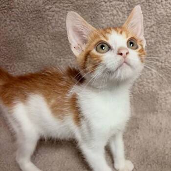 Cheez It -  Domestic Short Hair Cat for Adoption in Waterloo, Iowa - Cheez It | PetCurious