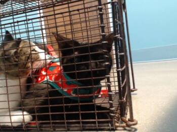 Domestic Short Hair Cats Available for Adoption in Houston, Texas - LUNA | PetCurious