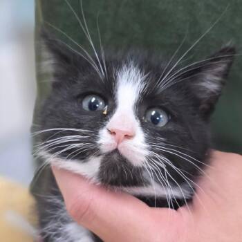 Justice -  Domestic Long Hair Cat for Adoption in Buellton, California - Justice | PetCurious