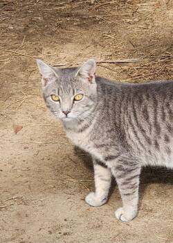 Domestic Short Hair Cats Available for Adoption in St. Augustine, Florida - D.C. | PetCurious