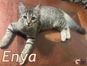 Enya -  Maine Coon and Domestic Long Hair Cat for Adoption in Douglasville, Georgia - Enya | PetCurious
