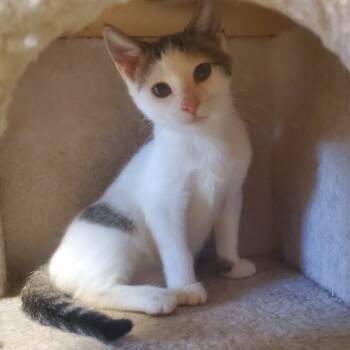 Rescue Domestic Short Hair Cats for Adoption in Decherd, Tennessee - BB | PetCurious