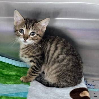 Banana Pancakes -  Domestic Short Hair Cat for Adoption in Boerne, Texas - Banana Pancakes | PetCurious