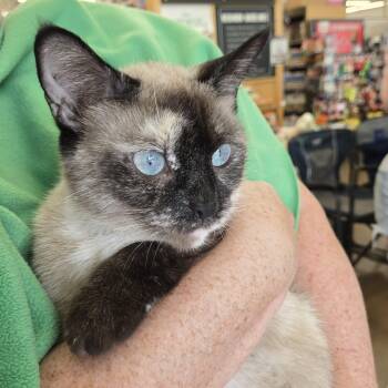 Quartney -  Siamese Cat for Adoption - Quartney | PetCurious